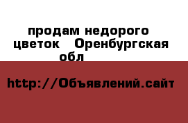 продам недорого  цветок - Оренбургская обл.  »    